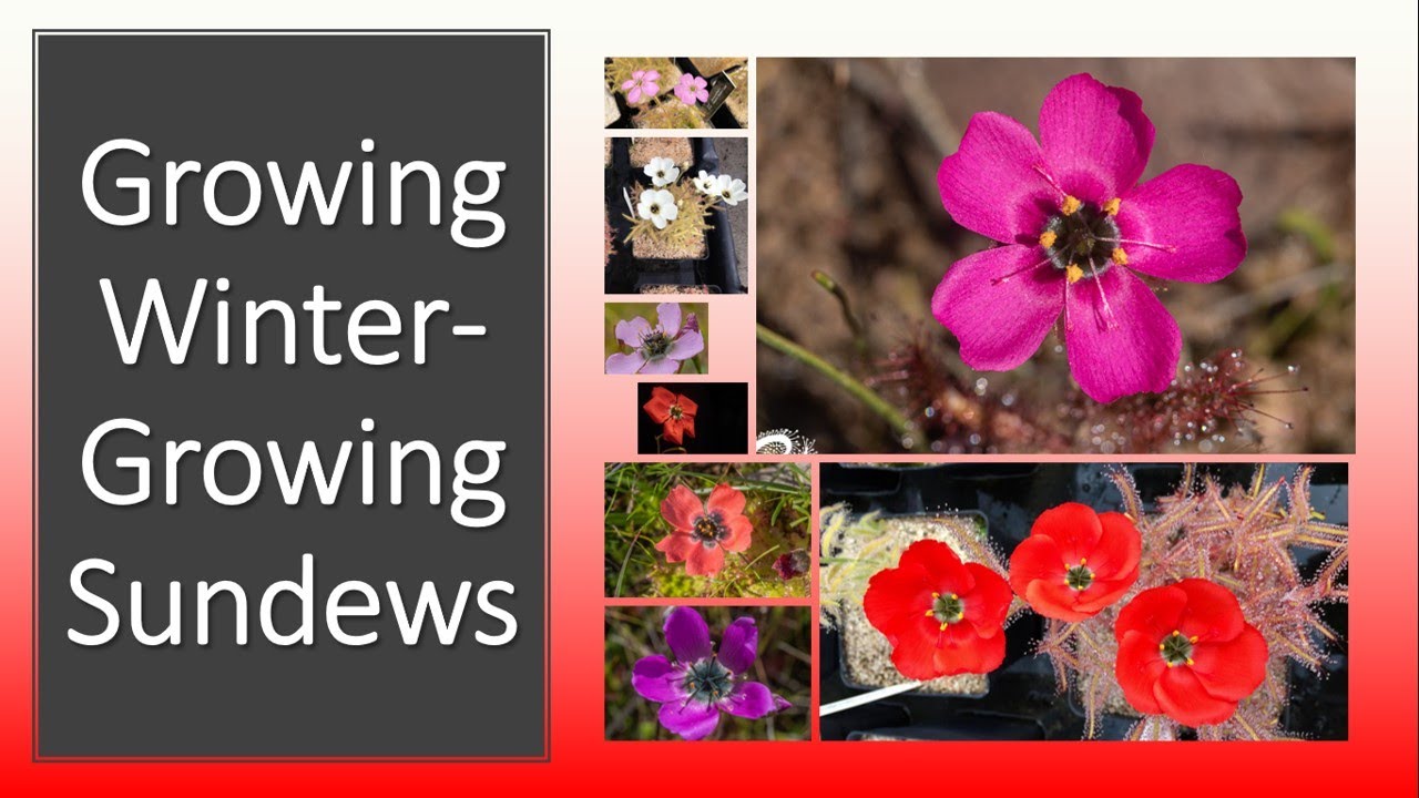 How to Cultivate Winter-Growing (including tuberous) Sundews ICPS Roundtable