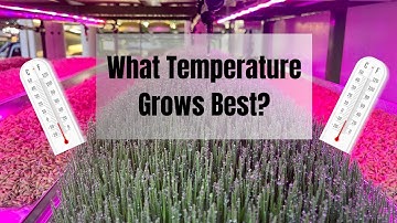 The Science Behind the IDEAL Temperature for FODDER!