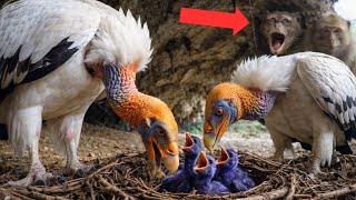 Trumpeter Swan: 150 Days From Egg To Survivor | The Frozen Race