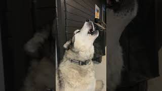 Malamute Howling At The Moon