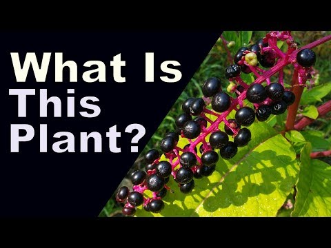 Видео: Common Pokeweed Control - Что такое Pokeweed и как держать его под контролем