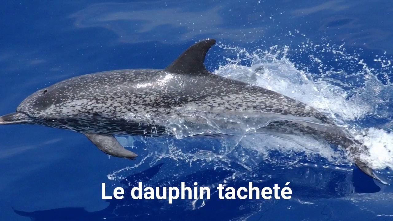Dauphin Martinique Les Observer Nager Adresse Et Tarifs