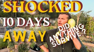 IN SHOCK| LEFT FOR 10 DAYS| ALLOTMENT GARDEN UK