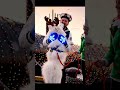 Adorable Samoyed Reunites with Sailor!