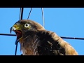 O canto do Gavião-carijó empoleirado na antena, Rupornis magnirostris, Roadside Hawk,Aves de rapina,