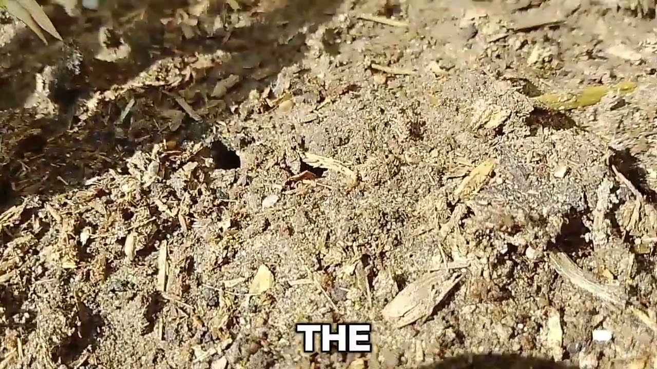 Best Garden Soil Preparation 🌱