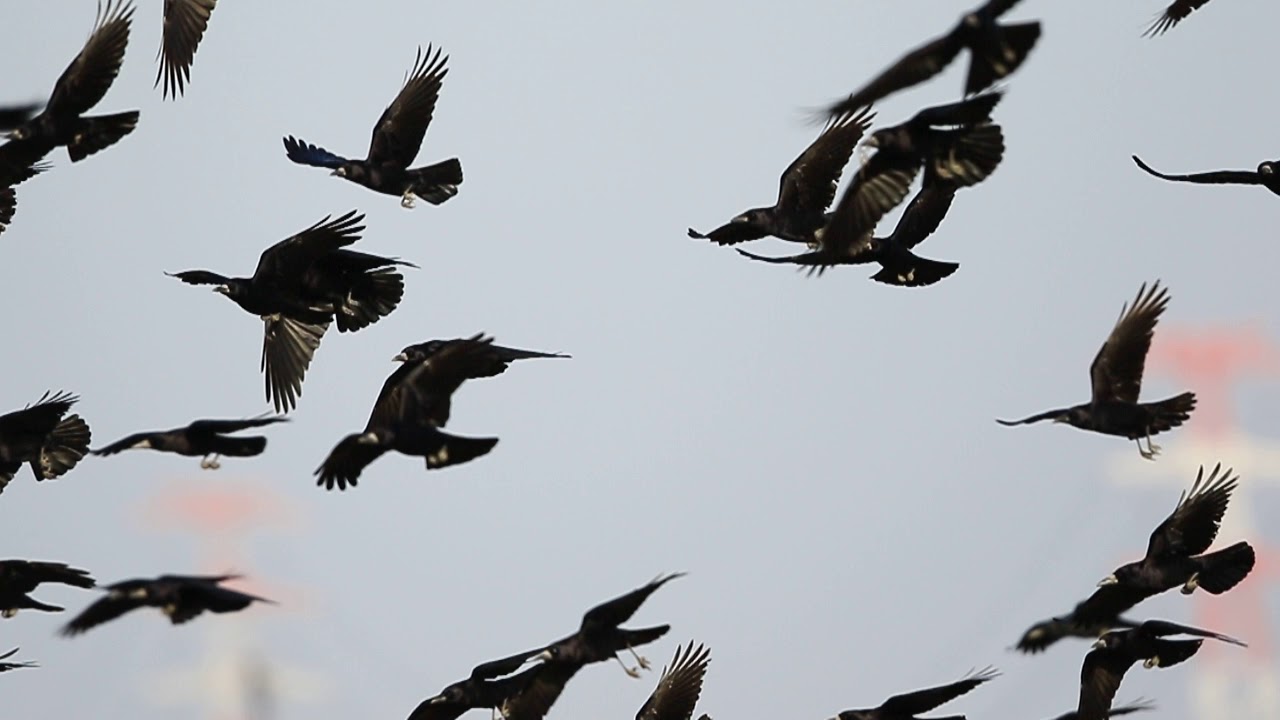 ♪鳥くん野鳥動画（千葉県我孫子市・手賀沼バード）ミヤマガラス群れ20190125JO6A1116 - YouTube
