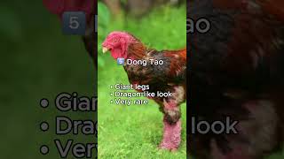 Some chicken breeds look more like mythical creatures than farm animals.