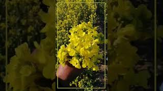 Beautiful Yellow Flowers Fields In Pothwar Punjab Sarson Kay Khet Punjab Village Lifestyle