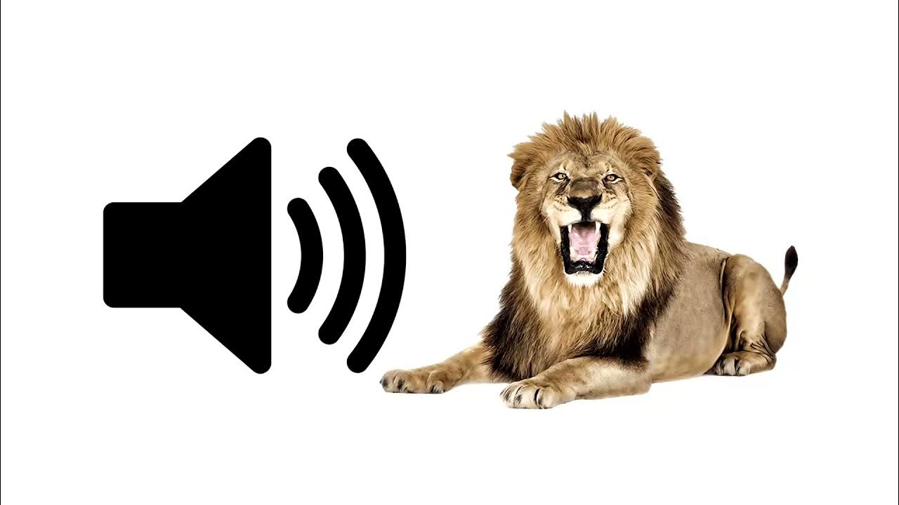 How A #Lion #Roars - Sound Effect - #Animation #LionVideo #forKids