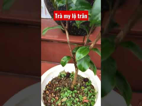 Video: Camellia Pruning - Cách Tỉa Hoa Trà