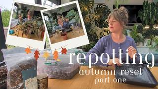 🍂 Autumn Houseplant Reset 🍂 I've been avoiding these repots!