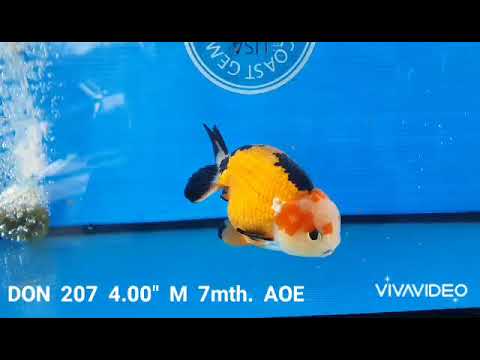 (DON-207)High quality Ranchu Red and Black Tri Color Short Tail Male ...