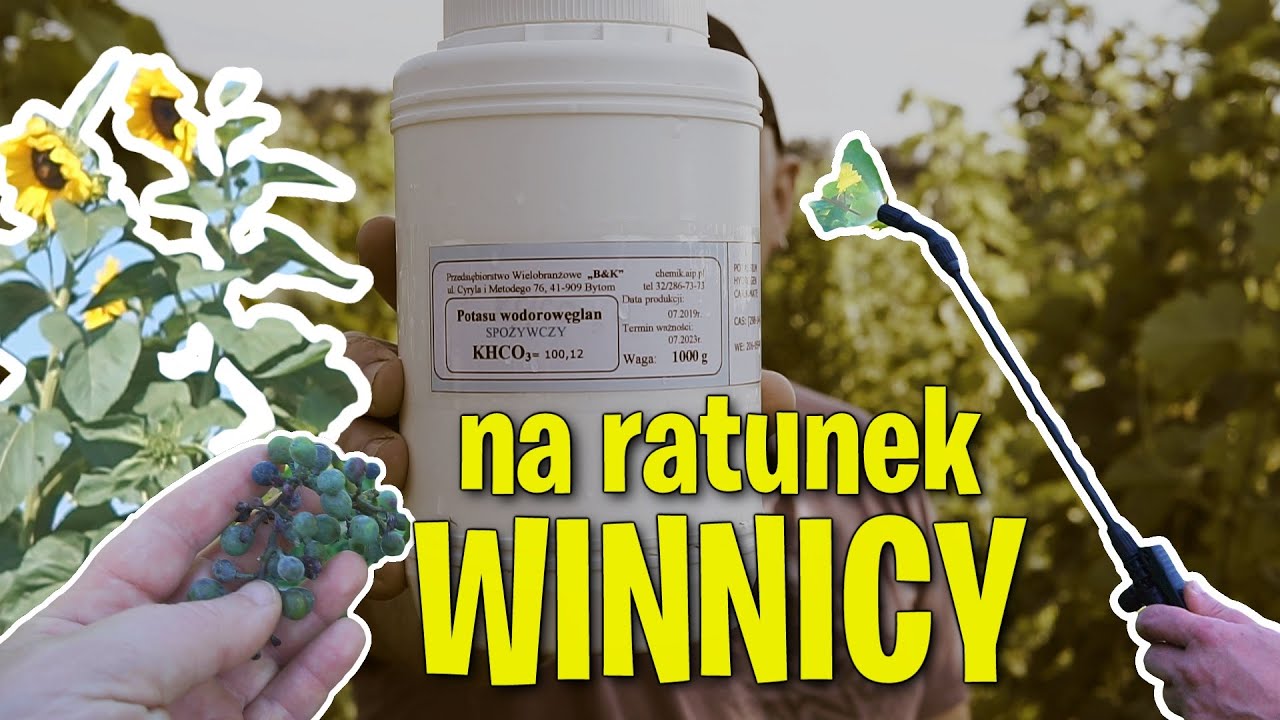na ratunek winnicy, czyli wodorowęglan potasu przeciw mączniakowi prawdziwemu