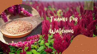 Amaranth Uses, Benefits, Warnings, Recipes, And Information