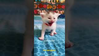 miii #cat #kitten #foryou #shorts