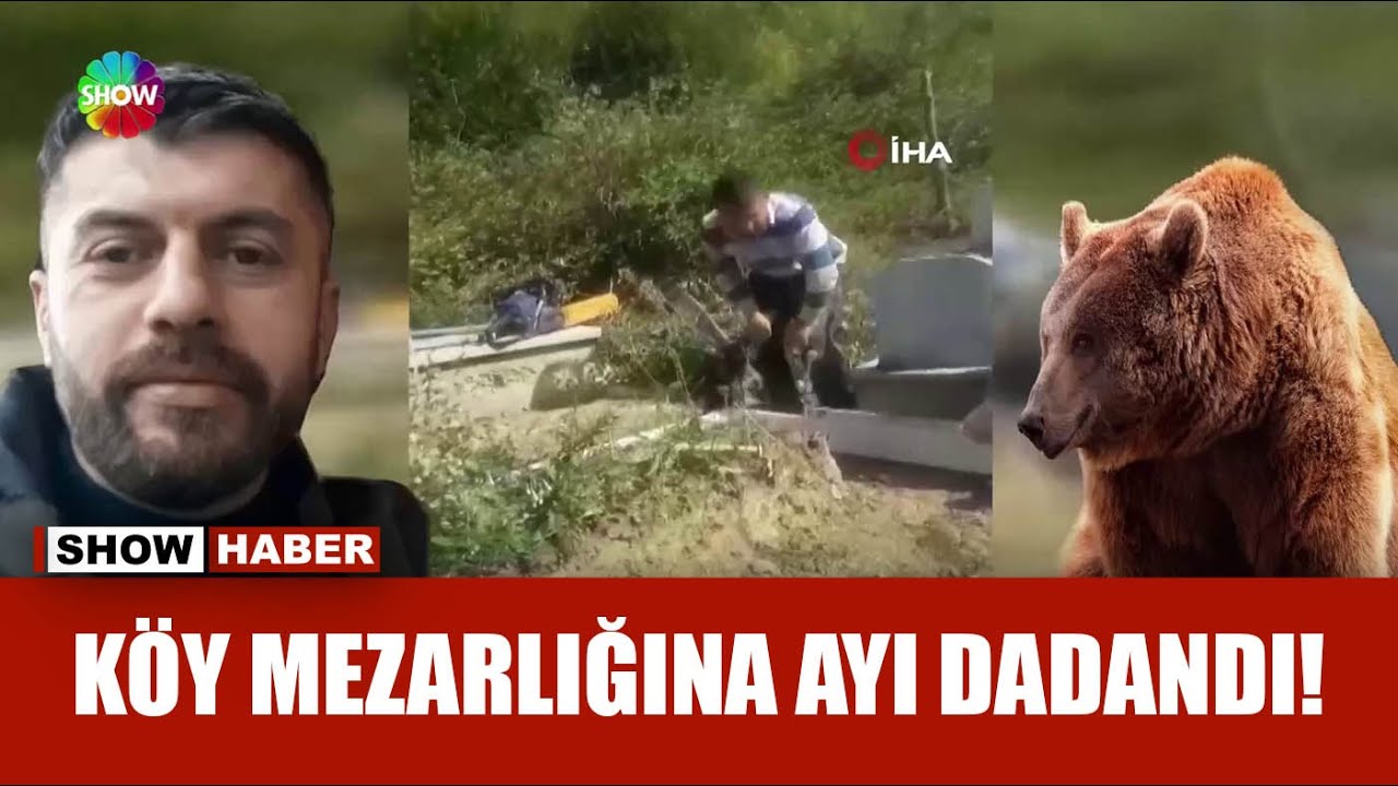 Akılalmaz olay...  Aç ayı mezarı açtı!