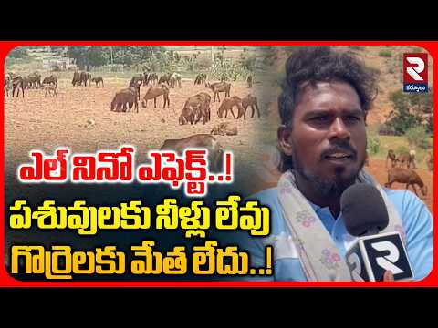 ఎల్ నినో ఎఫెక్ట్..! పశువులకు నీళ్లు లేవు.. గొర్రెలకు మేత లేదు..! El Nino Effect in Kurnool | RTV