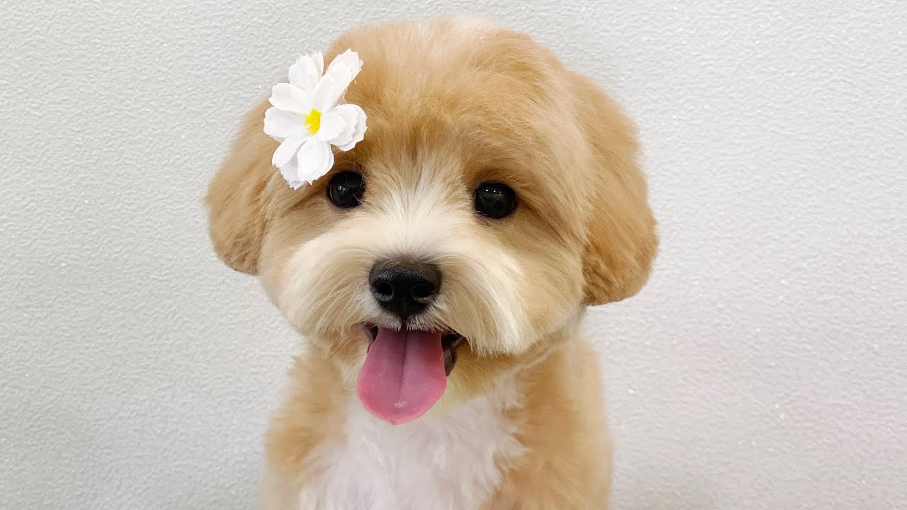 [도그미] 배냇털 밀어주는게 좋을까 ? , Dog grooming YouTube