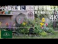 花壇づくり／疲れた夏花壇をリフレッシュ！② 物置小屋脇の小さな花壇【秋のガーデニング】-フローラ黒田園芸- flower bed/ Autumn gardening 4K ULTRA HD