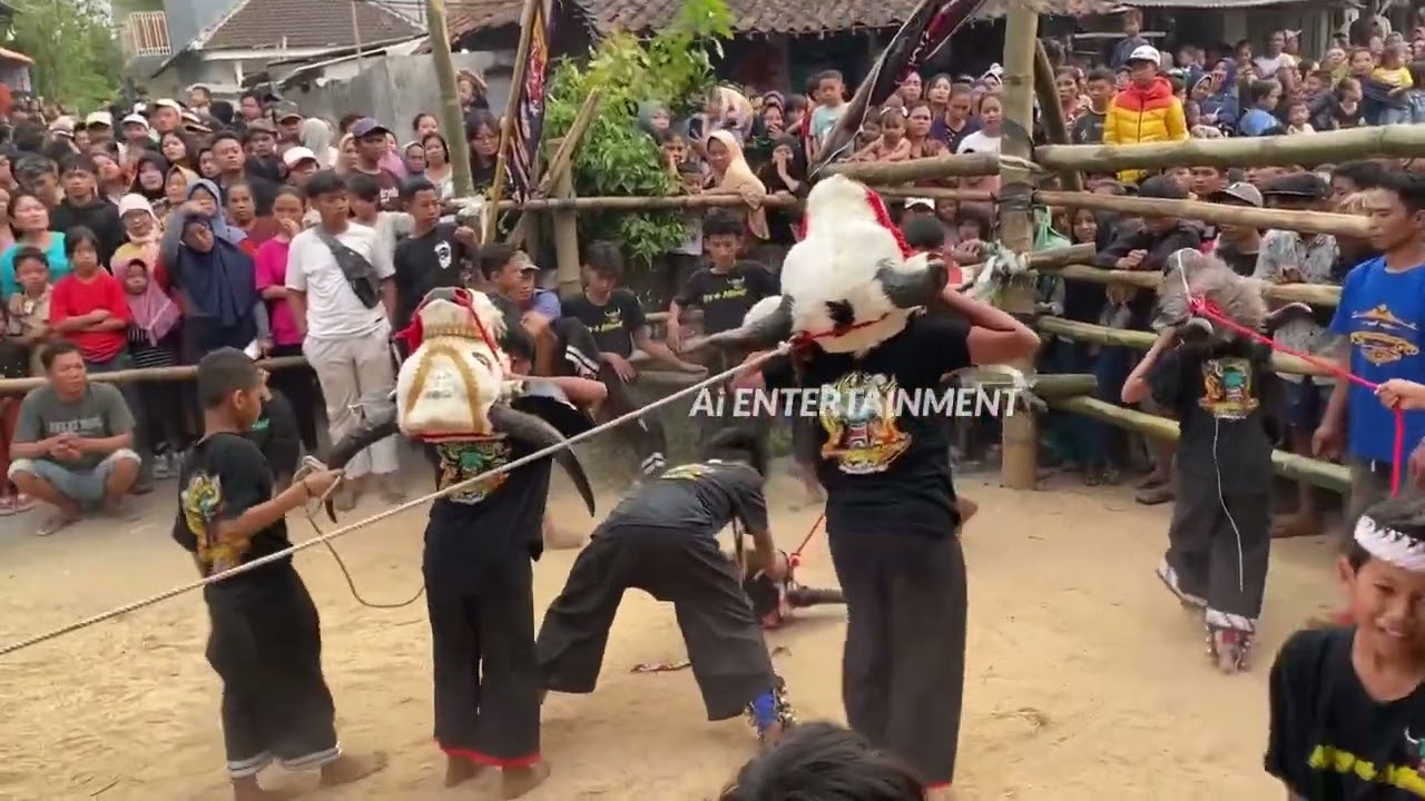 KALAPAN BANTENG BOCIL MAHESO PUTRO REJO JERU GG. 4 TUMPANG