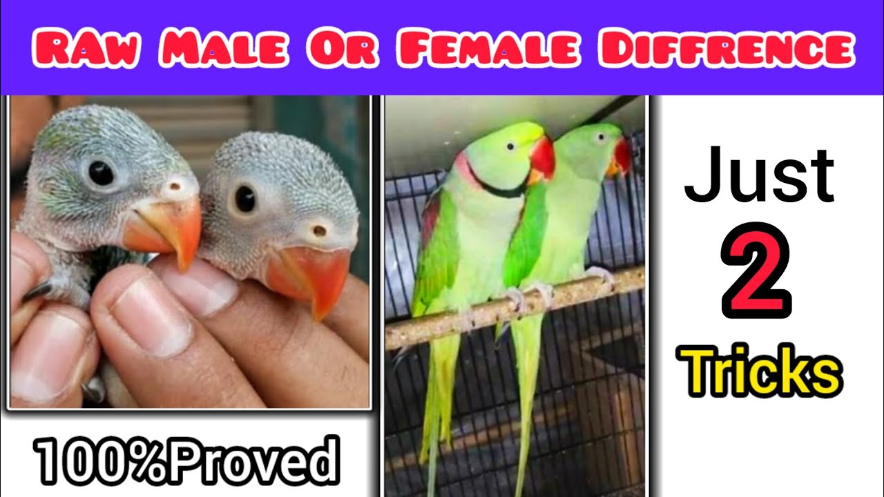 Male Or Female Difference Raw ParrotMale Or Female Ki PahchanHammad