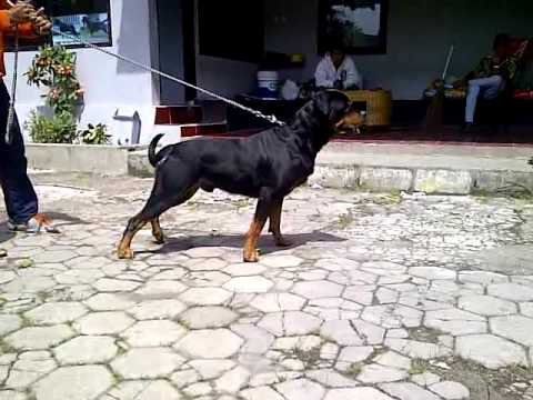 Dog Breeding  Dog Farm at Villa Palalangon Ciwidey 