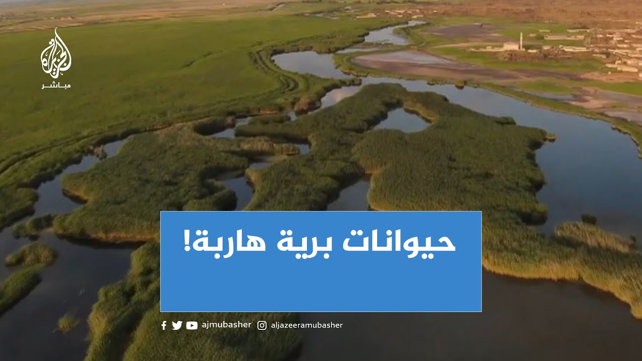 الحرارة تدفع الحيوانات إلى الهروب - ولاية إغدير شرق تركيا