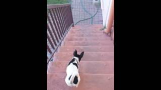 Mini Fox terrier barking