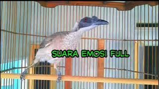 cucak timor emosi bikin burung lain langsung nyaut