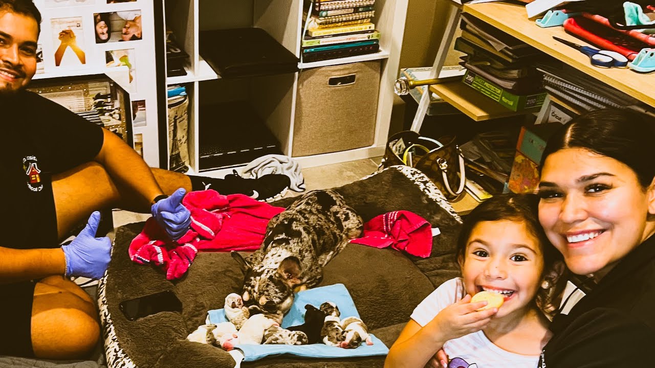 French bulldog giving birth naturally! She was scheduled to have a C-section, but had them at home!￼