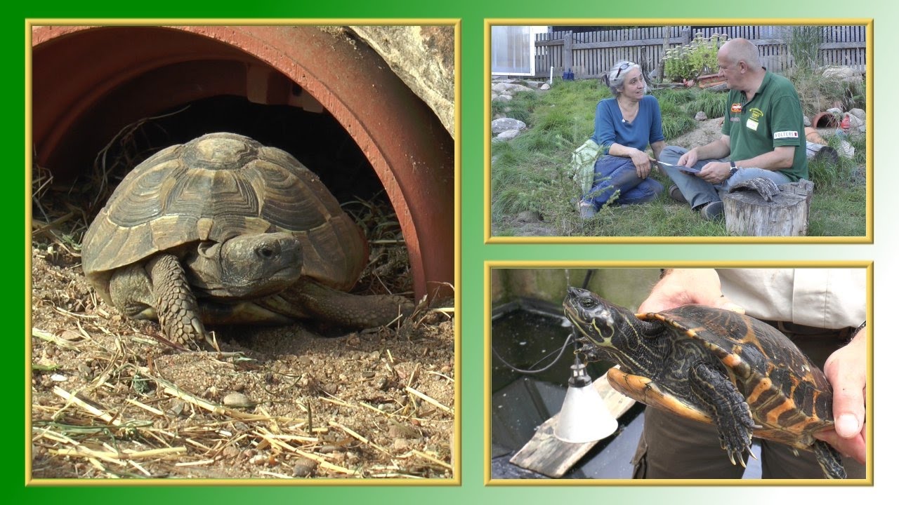 7 Punkte Zur Schildkroten Haltung Tierheimtv Informiert Youtube