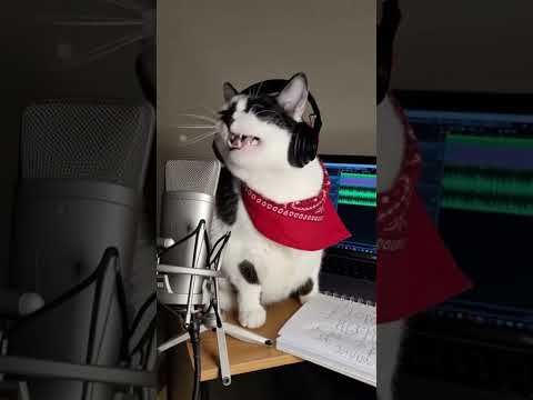 Кіт Рокер Запалює Співає грає на барабанах і гітарі Мій ритм мов грім