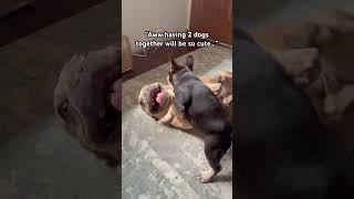 Get another dog they said 🐾 #dog #dogs #puppy #dogsplaying