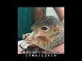 ある女性が偶然にも捨てられたばかりの小さな動物の巣を見つけた #忘れてはいけない