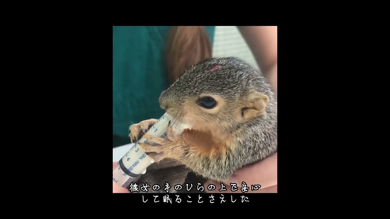 ある女性が偶然にも捨てられたばかりの小さな動物の巣を見つけた #忘れてはいけない