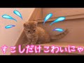 子猫の茶々くんが一生懸命階段を上り下りするのが可愛くて癒される【短足マンチカン】It is cute that the kitten goes up and down the stairs hard.