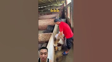 Chuồng Trại Đơn Giản Hiệu Quả Tối Đa Khi Nuôi Lợn #pigfeed