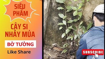 Siêu Phẩm? Cây Si Nhảy Múa Khai Thác Bờ Tường Bị Bỏ Quên