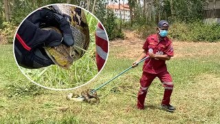 Python Caught After Eating 20 Chickens
