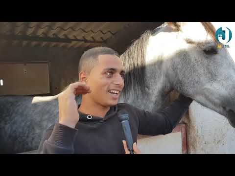 فيديو: كان رسامو الكهوف للخيول القديمة واقعيين