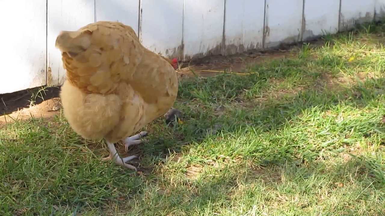 Chickens chasing each other for a mouse YouTube
