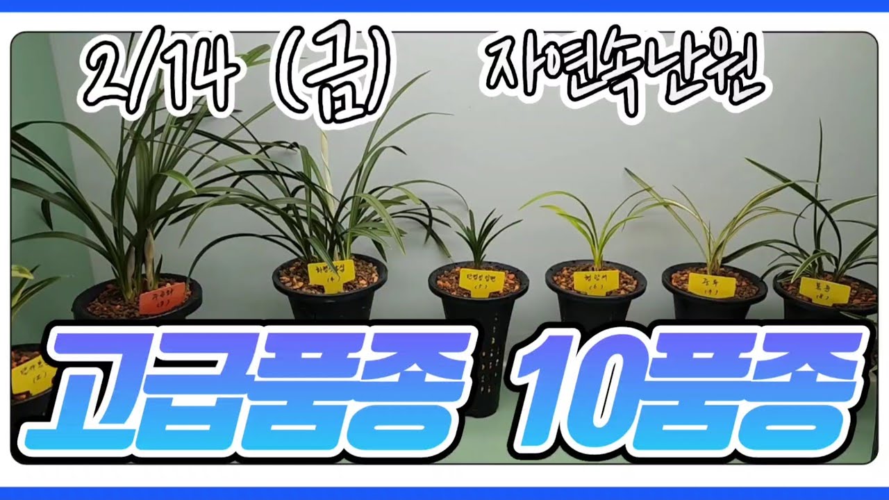 [2월 14일] 호피반, 달마중투, 주금화, 화형색소심, 단엽성 입변, 형광서, 중투, 복륜, 주금화, 홍화 명홍 올려봅니다.