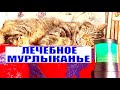 Лечебное мурлыканье кошки для сна и душевного спокойствия 😻❤️😇