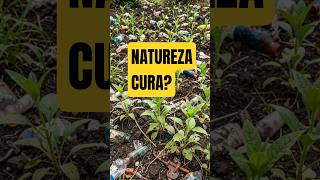 PLANTAS QUE LIMPAM SOLO POLUÍDO SOZINHAS 🌱
