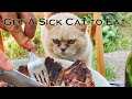 How To Get A Sick Cat To Eat How Can I Stimulate My Cat S Appetite