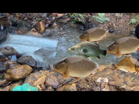 Block the stream with rocks and big fish are trapped/poor girl builds a ...