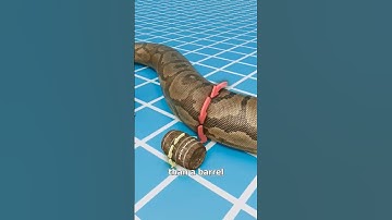 Thumbnail of The Snake That Could Eat Crocodiles 😱