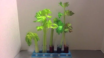 Water Transportion in Celery