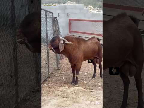 التيس الأدهم قبل يكسر قرنه Goat Animals Shorts 